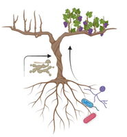 Illustration of the Eucor Seed Money project ‘Roots of Resilience’