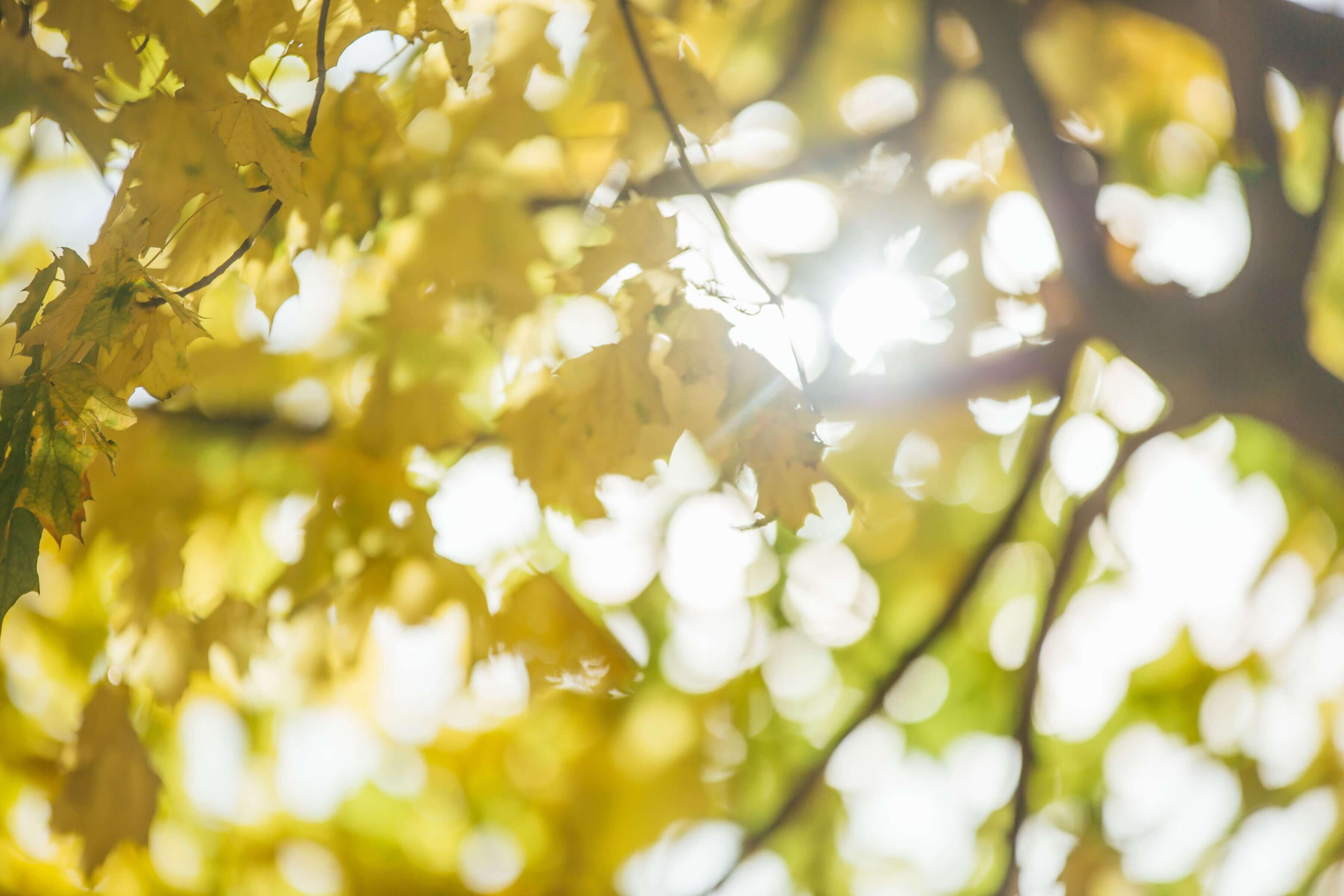 Blätter im Sonnenschein