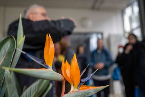 Paradiesvogelblume Paradiesvogelblume